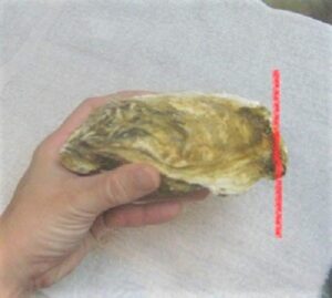 牡蠣が開かない 加熱後の殻の開け方と腐ってるかの見分け方 生活メモ